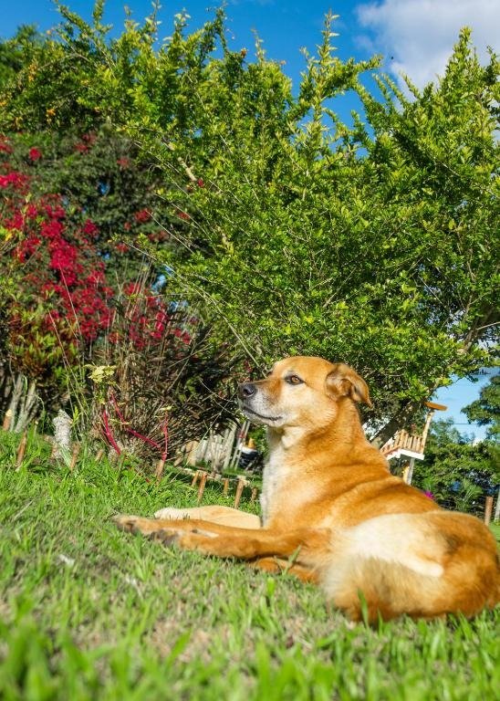 Perro descansando sobre el prado verde bajo el sol en Cabañas Numbana